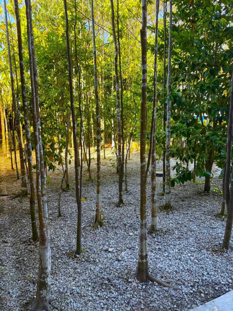 ruang selindung daun ulu yam 1